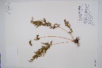 烏蕨藏品圖，第1張