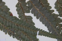 羽葉鱗蓋蕨藏品圖，第4張