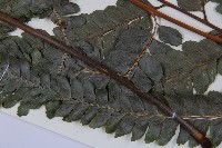 羽葉鱗蓋蕨藏品圖，第5張