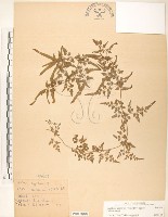 海金沙藏品圖，第1張