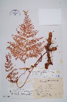 台灣小膜蓋蕨藏品圖，第1張