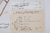 台灣小膜蓋蕨藏品圖，第2張