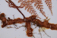 台灣小膜蓋蕨藏品圖，第3張