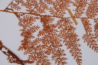 台灣小膜蓋蕨藏品圖，第4張