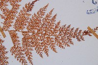 台灣小膜蓋蕨藏品圖，第5張