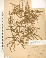 海金沙藏品圖，第1張