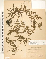 海金沙藏品圖，第1張