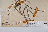 箭葉鳳尾蕨藏品圖，第2張