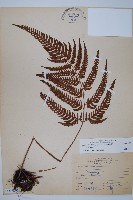 南海鱗毛蕨藏品圖，第1張