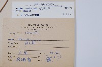 南海鱗毛蕨藏品圖，第2張