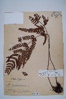 南海鱗毛蕨藏品圖，第1張