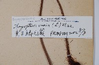 南海鱗毛蕨藏品圖，第2張