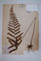 邊緣鱗蓋蕨藏品圖，第1張