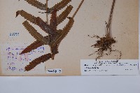 邊緣鱗蓋蕨藏品圖，第2張