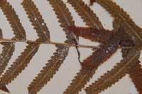 邊緣鱗蓋蕨藏品圖，第3張