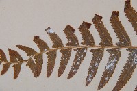 邊緣鱗蓋蕨藏品圖，第4張