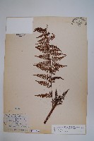 熱帶鱗蓋蕨藏品圖，第1張