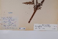 熱帶鱗蓋蕨藏品圖，第2張