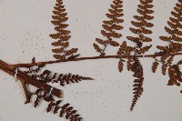 熱帶鱗蓋蕨藏品圖，第4張