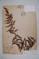 熱帶鱗蓋蕨藏品圖，第1張