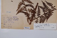 熱帶鱗蓋蕨藏品圖，第2張