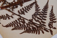 熱帶鱗蓋蕨藏品圖，第3張