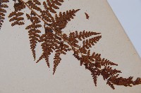 熱帶鱗蓋蕨藏品圖，第4張