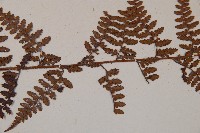 熱帶鱗蓋蕨藏品圖，第5張