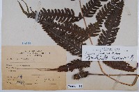 傅氏鳳尾蕨藏品圖，第2張