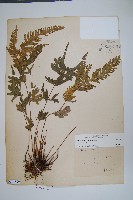 天草鳳尾蕨藏品圖，第1張