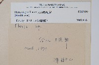 天草鳳尾蕨藏品圖，第2張