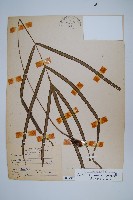 大葉鳳尾蕨藏品圖，第1張