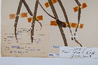 大葉鳳尾蕨藏品圖，第2張