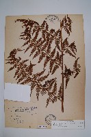 熱帶鱗蓋蕨藏品圖，第1張