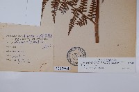 熱帶鱗蓋蕨藏品圖，第5張