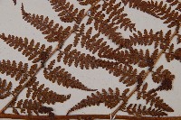 熱帶鱗蓋蕨藏品圖，第6張