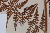 熱帶鱗蓋蕨藏品圖，第7張