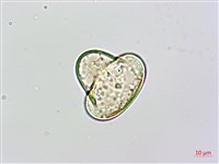 熱帶鱗蓋蕨藏品圖，第3張