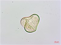 熱帶鱗蓋蕨藏品圖，第4張