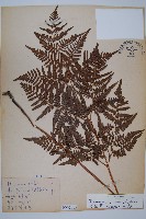 蕨藏品圖，第1張