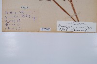 蕨藏品圖，第2張