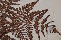 蕨藏品圖，第3張