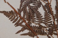 蕨藏品圖，第5張