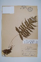 野毛蕨藏品圖，第1張