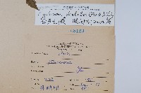 野毛蕨藏品圖，第2張