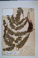 有刺鳳尾蕨藏品圖，第1張