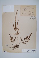 箭葉鳳尾蕨藏品圖，第1張