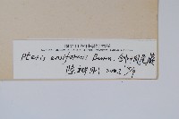 箭葉鳳尾蕨藏品圖，第2張