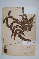 傅氏鳳尾蕨藏品圖，第1張