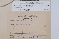 傅氏鳳尾蕨藏品圖，第2張